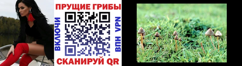 Галлюциногенные грибы Cubensis  Купить где  Высоковск 
